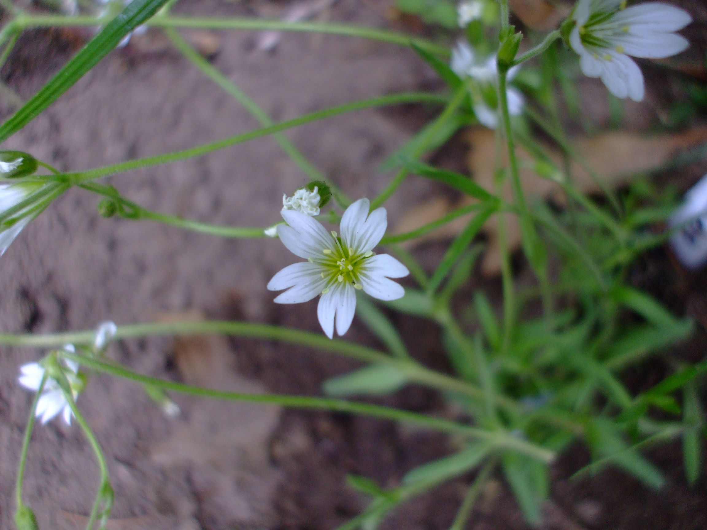 Cerastium arvense